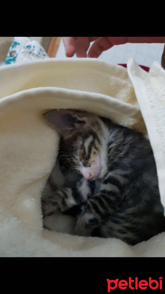 Tekir Kedi, Kedi  Şans fotoğrafı