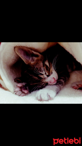 Tekir Kedi, Kedi  Şans fotoğrafı