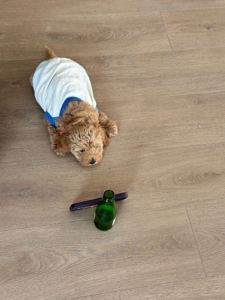 Maltese, Köpek  Mars fotoğrafı