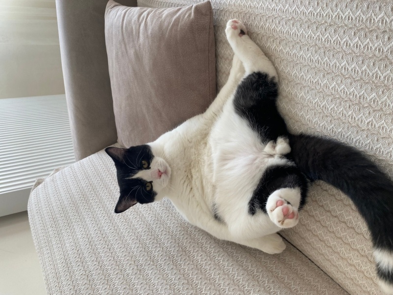 British Shorthair, Kedi  Alex fotoğrafı