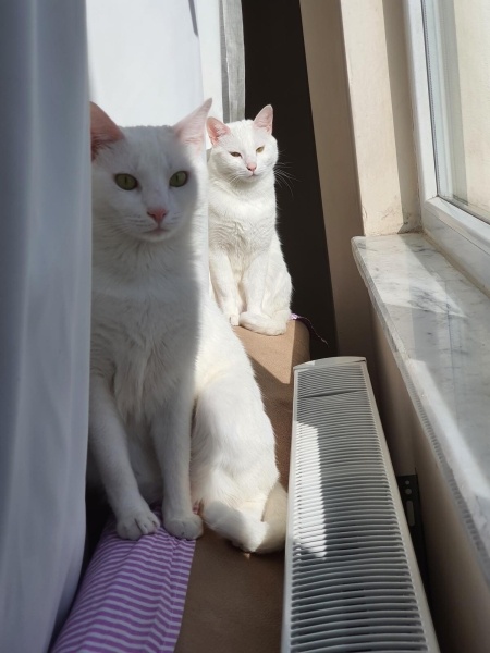 Ankara Kedisi, Kedi  Yağmur ve Ada fotoğrafı