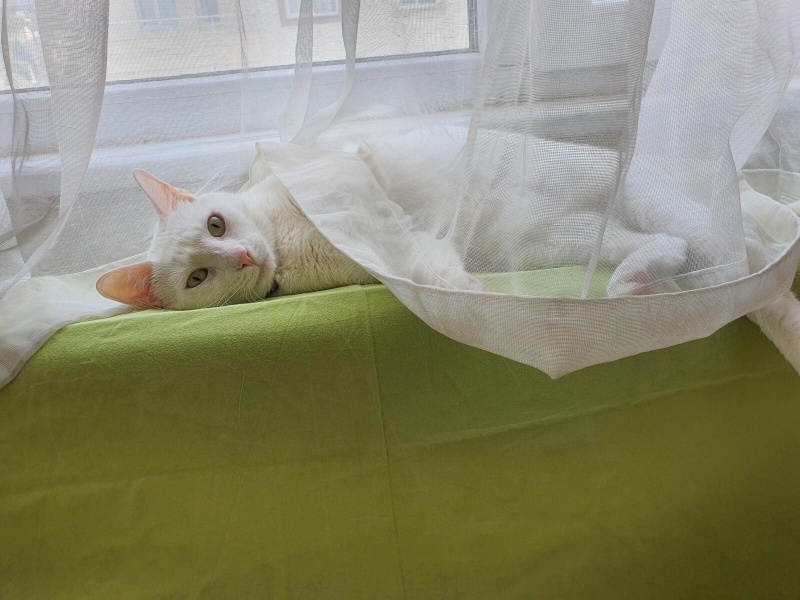 Ankara Kedisi, Kedi  Yağmur ve Ada fotoğrafı