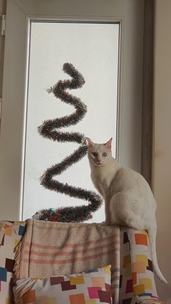 Ankara Kedisi, Kedi  Yağmur ve Ada fotoğrafı