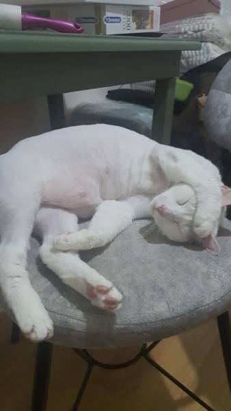Ankara Kedisi, Kedi  Yağmur ve Ada fotoğrafı