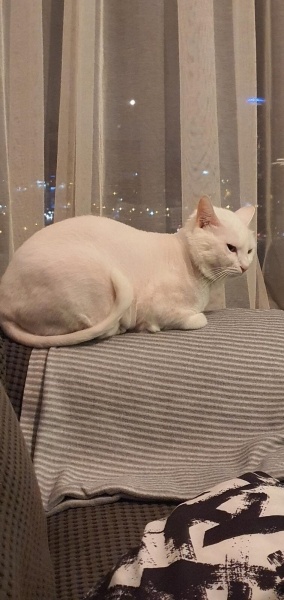 Ankara Kedisi, Kedi  Yağmur ve Ada fotoğrafı
