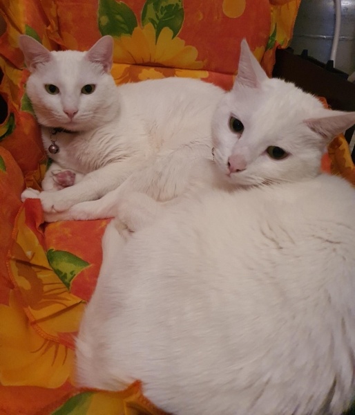 Ankara Kedisi, Kedi  Yağmur ve Ada fotoğrafı