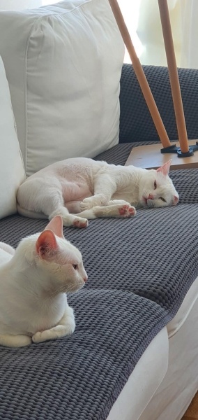 Ankara Kedisi, Kedi  Yağmur ve Ada fotoğrafı