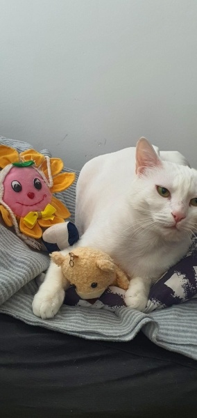 Ankara Kedisi, Kedi  Yağmur ve Ada fotoğrafı