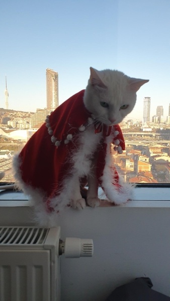 Ankara Kedisi, Kedi  Yağmur ve Ada fotoğrafı