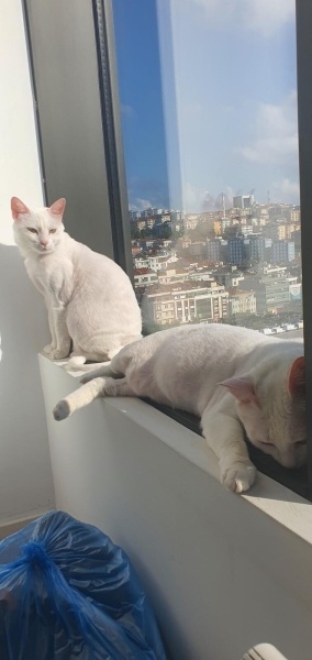 Ankara Kedisi, Kedi  Yağmur ve Ada fotoğrafı