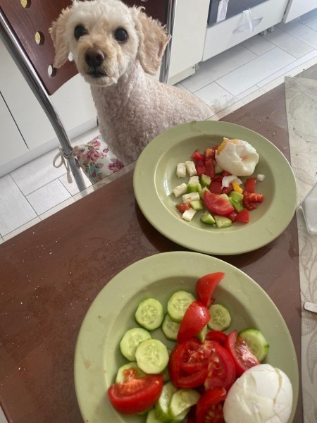 Poodle (Minyatür Kaniş), Köpek  Fiko fotoğrafı