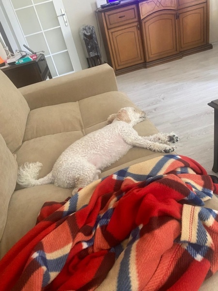 Poodle (Minyatür Kaniş), Köpek  Fiko fotoğrafı