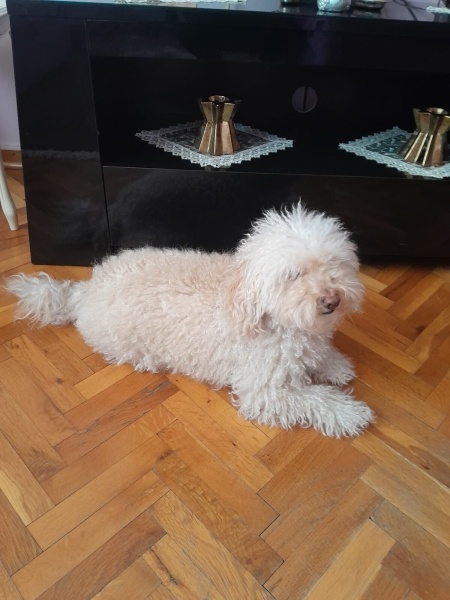 Poodle (Minyatür Kaniş), Köpek  Fiko fotoğrafı