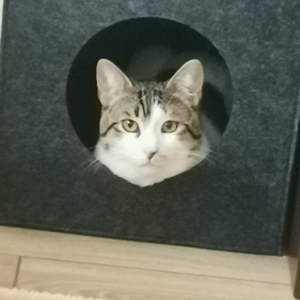 Tekir Kedi, Kedi  küçük adam fotoğrafı
