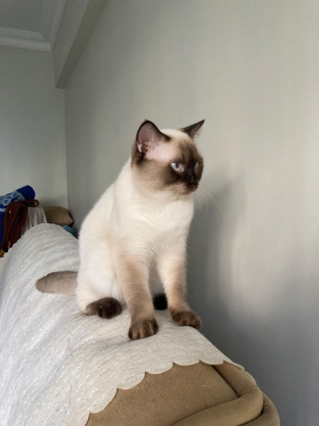 Siyam Kedisi, Kedi  Pamuk fotoğrafı