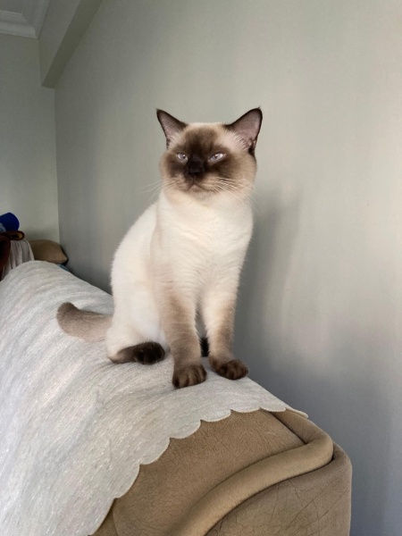 Siyam Kedisi, Kedi  Pamuk fotoğrafı