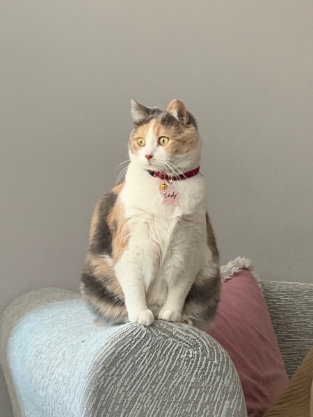 British Shorthair, Kedi  Leydi fotoğrafı