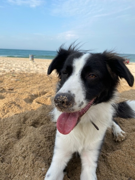 Border Collie, Köpek  Piko fotoğrafı