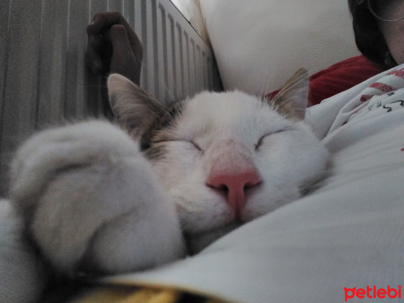 Tekir Kedi, Kedi  Mırmır fotoğrafı
