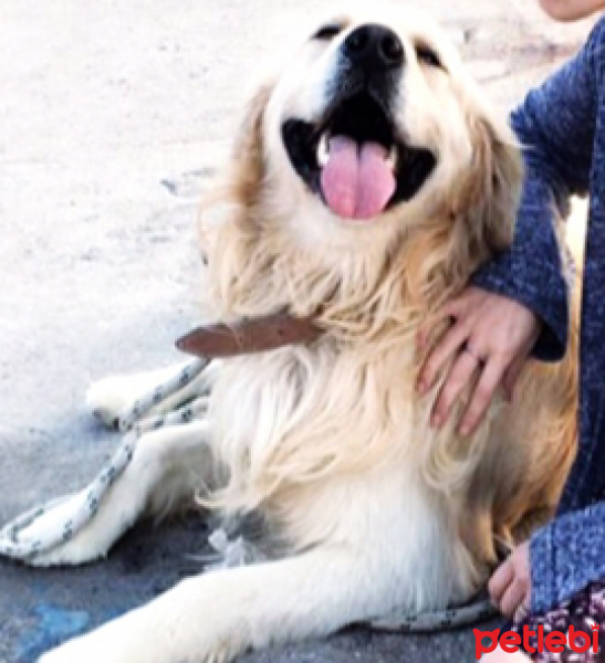 Tekir Kedi, Kedi  Mırmır fotoğrafı
