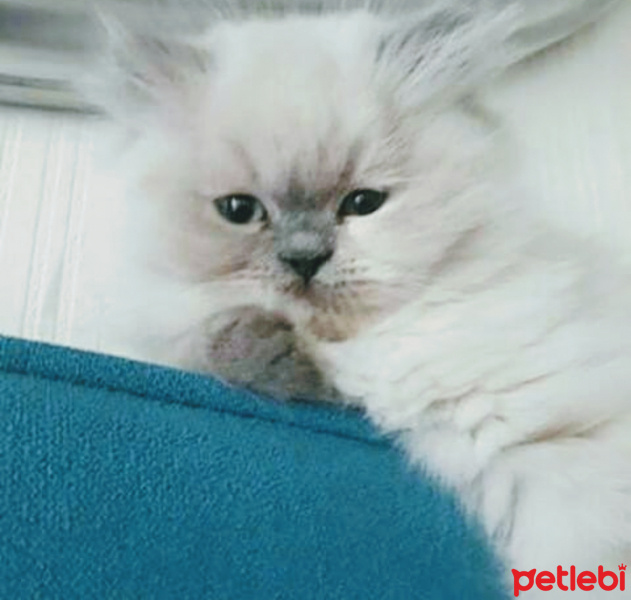 Tekir Kedi, Kedi  Mırmır fotoğrafı