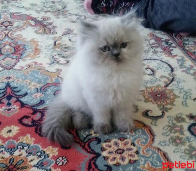 Tekir Kedi, Kedi  Mırmır fotoğrafı