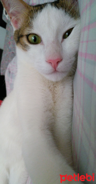 Tekir Kedi, Kedi  Mırmır fotoğrafı