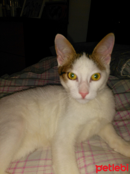 Tekir Kedi, Kedi  Mırmır fotoğrafı
