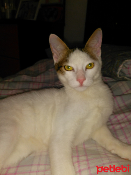 Tekir Kedi, Kedi  Mırmır fotoğrafı