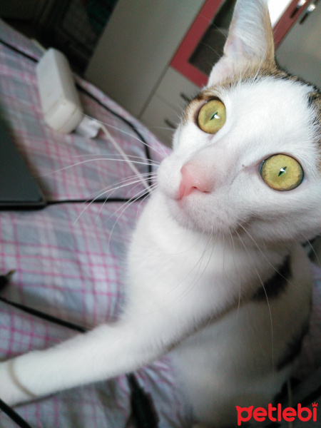 Tekir Kedi, Kedi  Mırmır fotoğrafı
