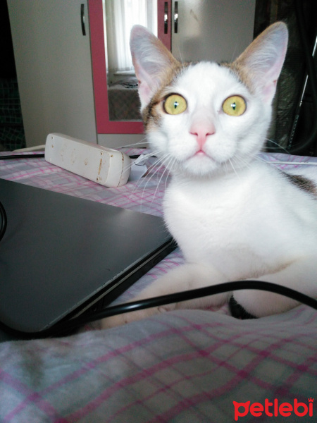 Tekir Kedi, Kedi  Mırmır fotoğrafı