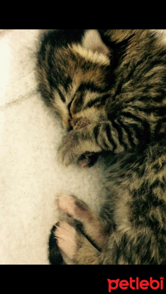 Tekir Kedi, Kedi  Mırmır fotoğrafı