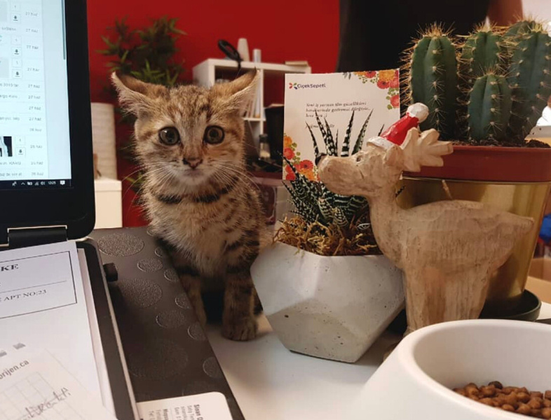 Tekir Kedi, Kedi  Zeliş fotoğrafı