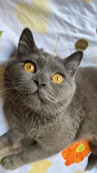 British Shorthair, Kedi  Paris fotoğrafı