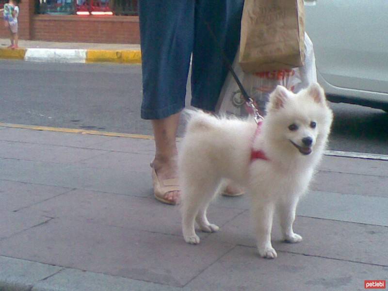 Amerikan Eskimo, Köpek  misha fotoğrafı