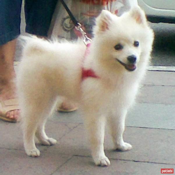 Amerikan Eskimo, Köpek  misha fotoğrafı