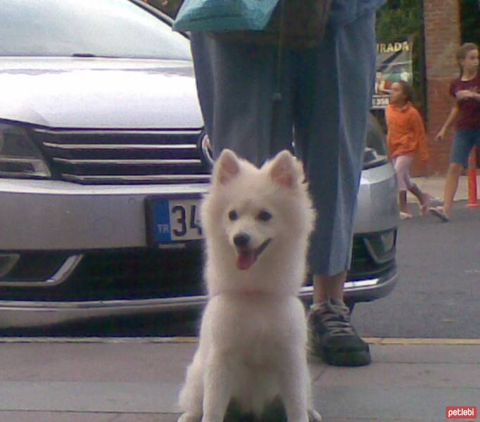 Amerikan Eskimo, Köpek  misha fotoğrafı