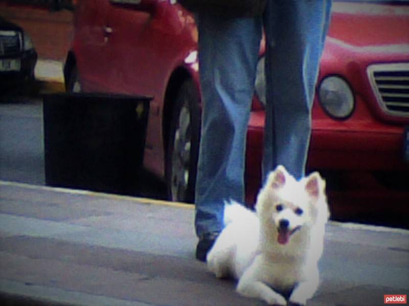 Amerikan Eskimo, Köpek  misha fotoğrafı