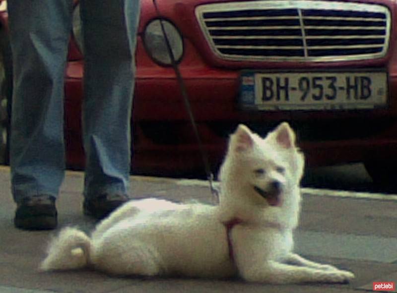 Amerikan Eskimo, Köpek  misha fotoğrafı