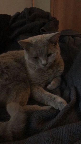 British Shorthair, Kedi  prenses fotoğrafı