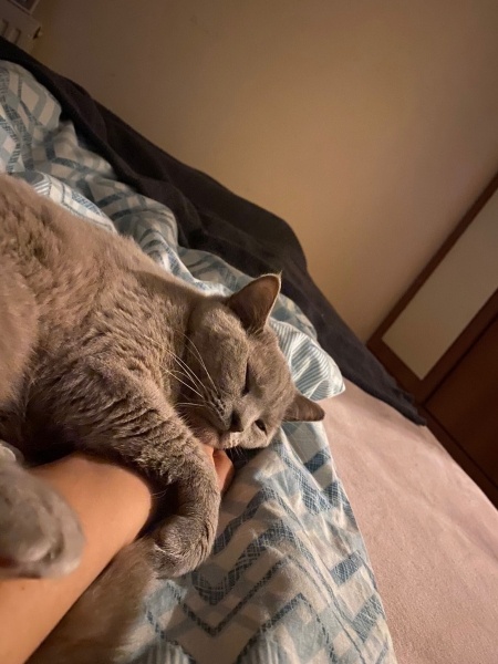 British Shorthair, Kedi  prenses fotoğrafı