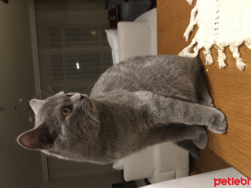 British Shorthair, Kedi  Duman fotoğrafı