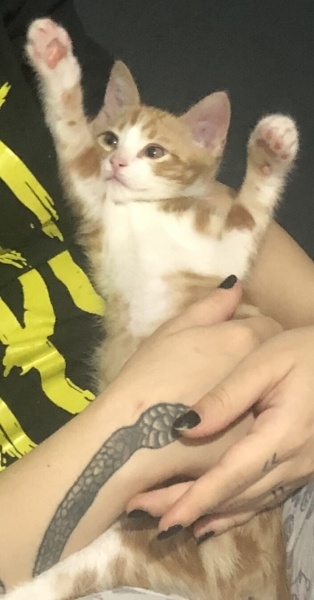 Sarman, Kedi  Moni fotoğrafı