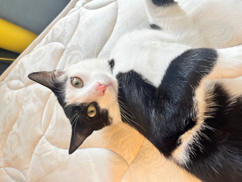 Tuxedo (Smokin) Kedi, Kedi  Pablo fotoğrafı