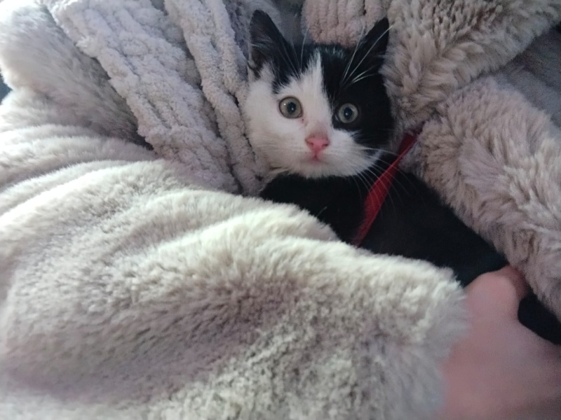 Tuxedo (Smokin) Kedi, Kedi  Pablo fotoğrafı