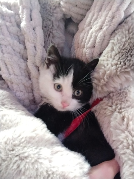 Tuxedo (Smokin) Kedi, Kedi  Pablo fotoğrafı