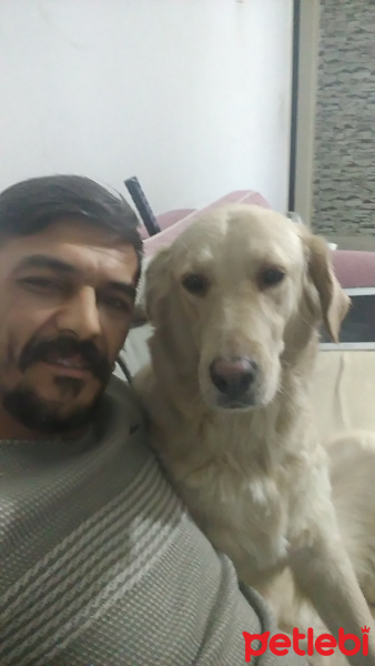 Golden Retriever, Köpek  Çakıl fotoğrafı