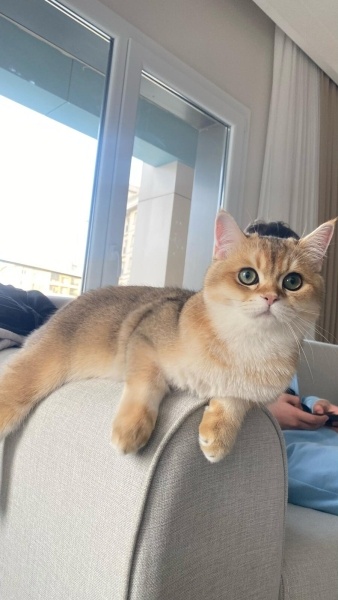 British Shorthair, Kedi  Karamel fotoğrafı