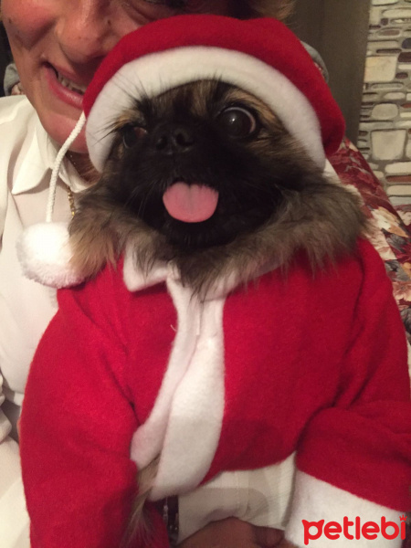 Pekingese, Köpek  Enissa fotoğrafı