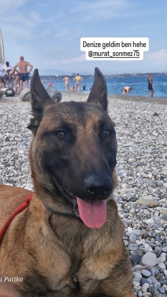 Belçika Malinois, Köpek  Odin fotoğrafı